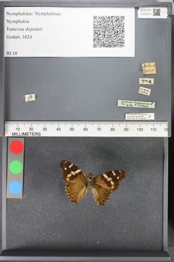 Media type: image;   Entomology 92874